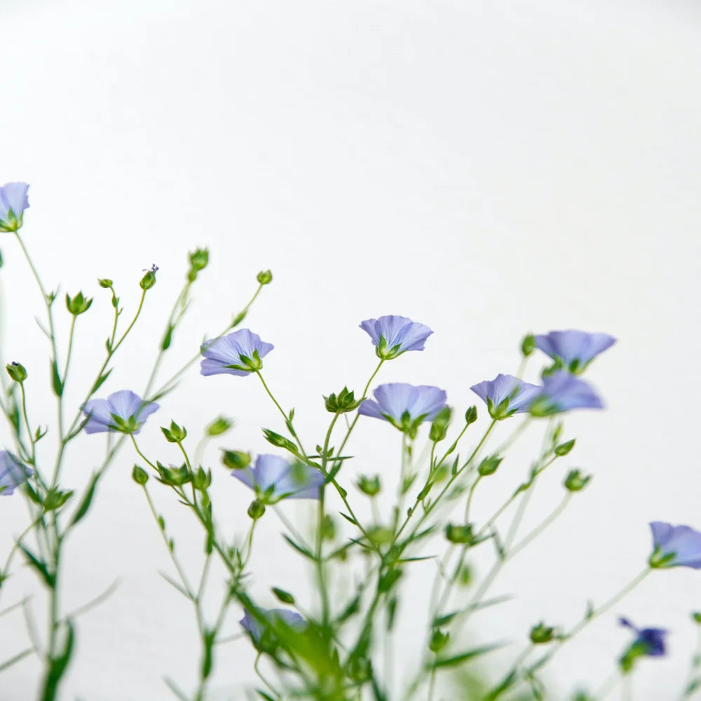 fleur-de-lin